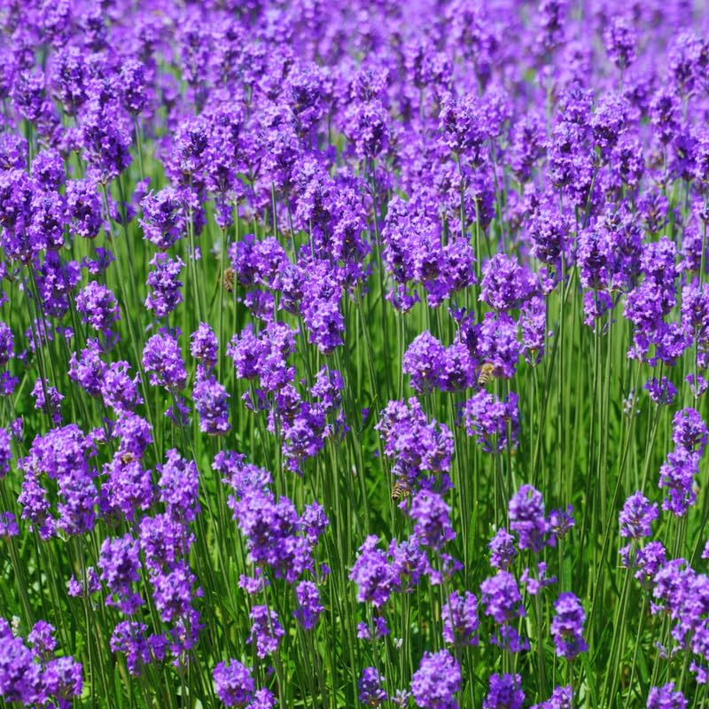 2 Lavender Plants Live Outdoor, Live Lavender Plant, 3 Inches Pot, Fragrant Perennial Herb Gardening Outdoor Indoor