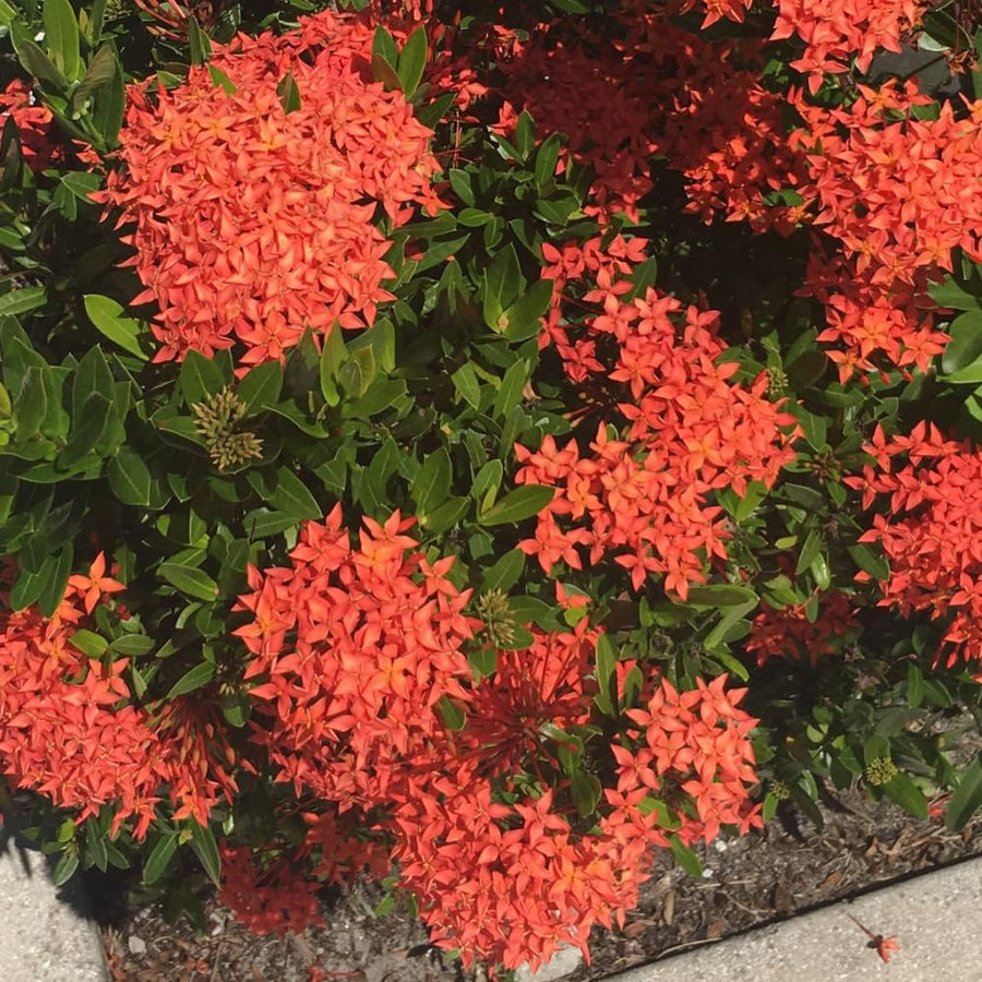 Set 2 Dwarf Red Ixora Live Plants, Size 2 to 5 Inch Tall Plant - Hardy, Perennial Ixora Flowers Starter Plant for Grow Outdoors, Without Pot