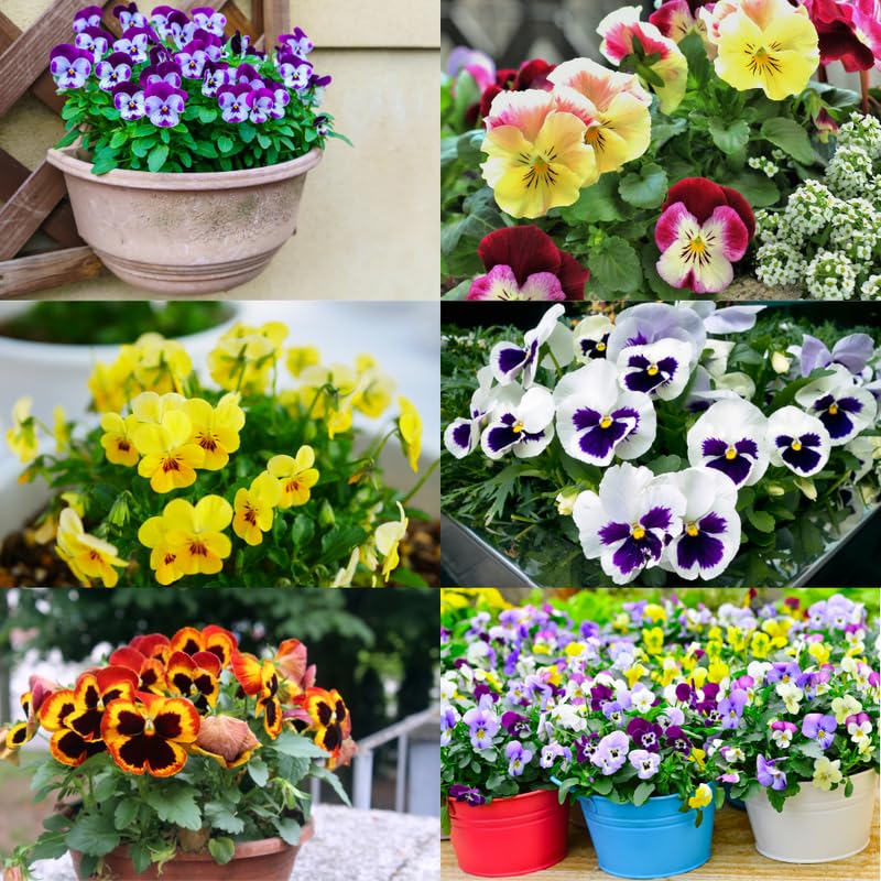 Mix Pansy Plants 4'' Pot, Set of 3 Pansy Starter 3-5 Inches, Hardy Cool-Season Annual Blooms, Outdoor Garden