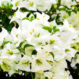Bougainvillea Plants - Pack 2 Bougainvillea Flowering Plants - Starter from 4 to 6 Inches Tall Bareroot - Growing Outdoor (White)