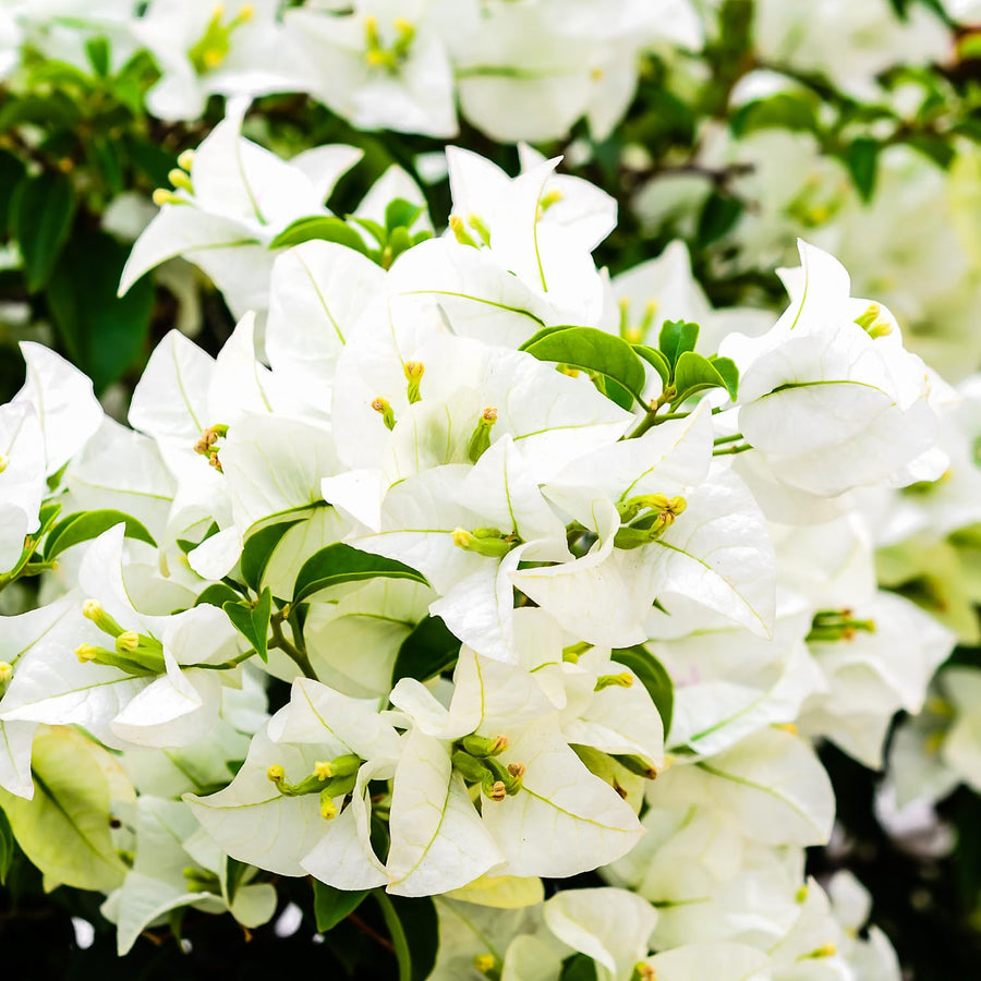 Bougainvillea Plants - Pack 2 Bougainvillea Flowering Plants - Starter from 4 to 6 Inches Tall Bareroot - Growing Outdoor (White)