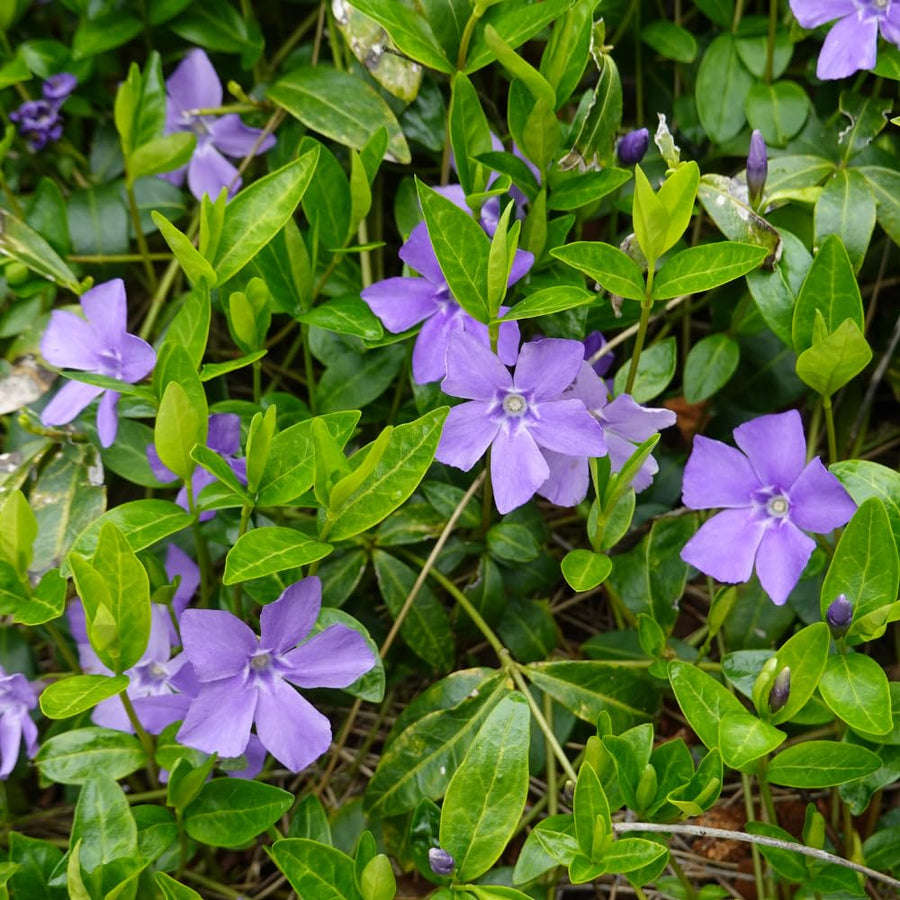 25 Vinca Minor Live Plants 6-8 Inch Tall - Periwinkle Ground Cover Plants, Vinca Plants for Outdoor Garden and Landscape