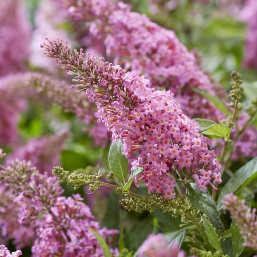 2 Pink Butterfly Bush Shrubs, Butterfly Bush Live Plants Trees Shrub for Planting Outdoor Indoor Garden