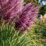 Set 200 Purple Pampas Grass Seeds for Planting, Pampas Grass, Ornamental Grass for Garden Decor, Landscape