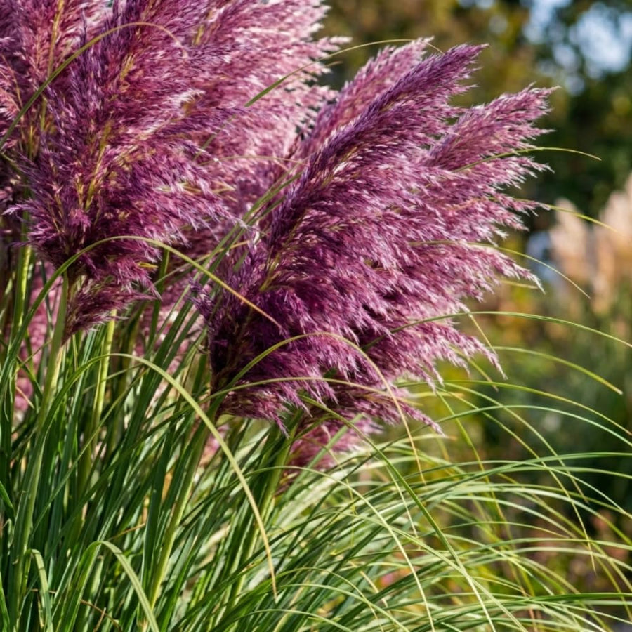 Set 200 Purple Pampas Grass Seeds for Planting, Pampas Grass, Ornamental Grass for Garden Decor, Landscape