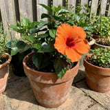 Orange Hibiscus Plant Live, Hardy Hibiscus Plants Live 5-7 Inches Tall, Vibrant Blooming Flower, Well-Rooted Plant for Home Garden Indoor Outdoor