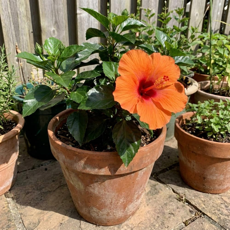 Orange Hibiscus Plant Live, Hardy Hibiscus Plants Live 5-7 Inches Tall, Vibrant Blooming Flower, Well-Rooted Plant for Home Garden Indoor Outdoor