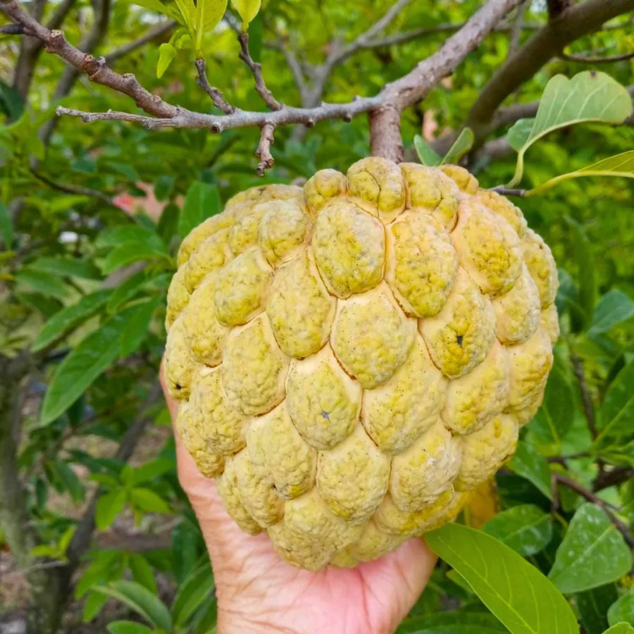 Custard Apple Tree Live Plant, 2-3 Feet Tall in 1 Gallon Pot, Sugar Apple Fruit Tree for Outdoor Planting