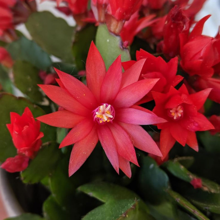 Easter Cactus Plants Live, Easter Cactus - 4 to 6 Inch Tall Houseplant Succulent Cactus Flower Plants, No Pot (Red Flowers)