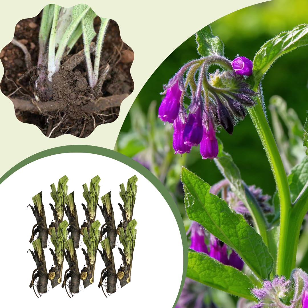 10 Live Comfrey Roots, Comfrey Rhizomes, 3-6 Inches Tall, Perennial Herb for Planting
