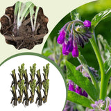 10 Live Comfrey Roots, Comfrey Rhizomes, 3-6 Inches Tall, Perennial Herb for Planting