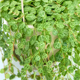 String of Turtles Plant Live in 3" Pot, Peperomia Trailing Houseplant, Green Leaves for Indoor Growing