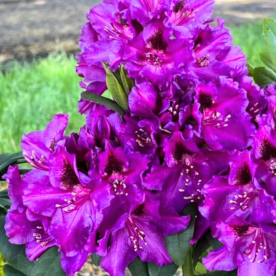 Purple Azalea Plant Live, 10 Inches Tall, Hardy Flowering Shrub for Outdoor Planting and Landscaping