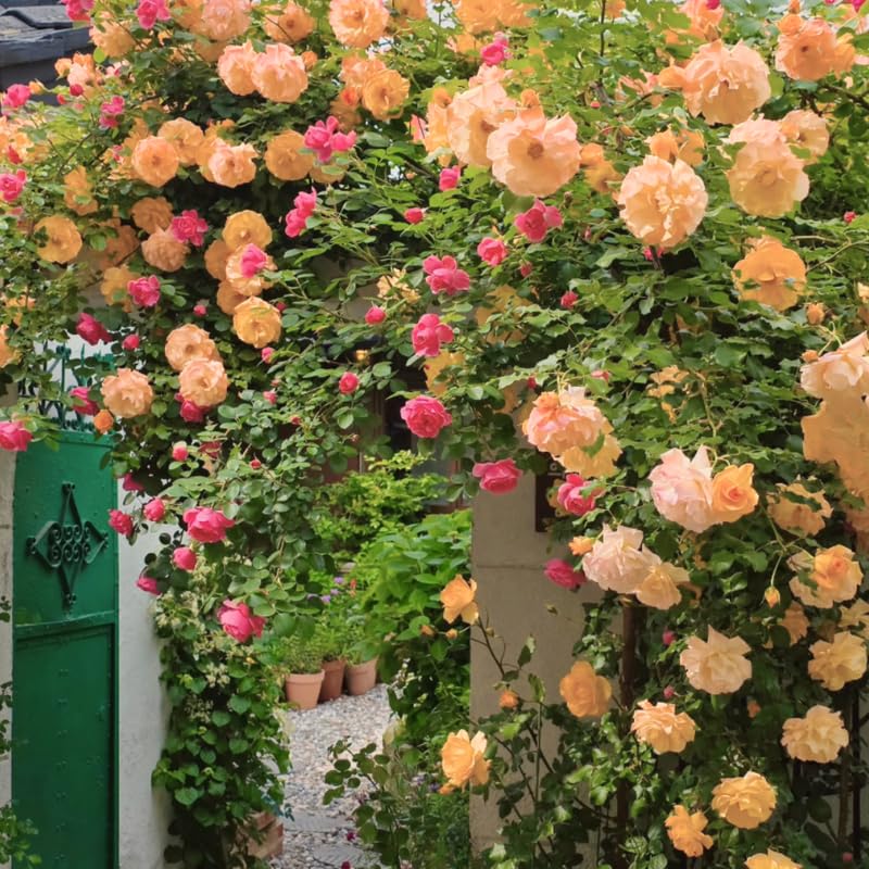 Random Single Color Climbing Roses Live Plants 7 Months Old, Rose Bushes Ready to Plant 5-9" Tall, Very Fragrant, Can Grow As Climber or Bush Tree or Trellises, Walls, Fences