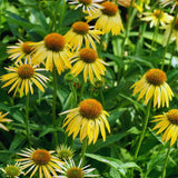 Yellow Echinacea Plant Live, 3 to 6 Inc Tall, Coneflower Live Plant Flowering Gardening Outdoor Indoor