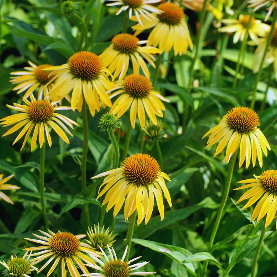 Yellow Echinacea Plant Live, 3 to 6 Inc Tall, Coneflower Live Plant Flowering Gardening Outdoor Indoor