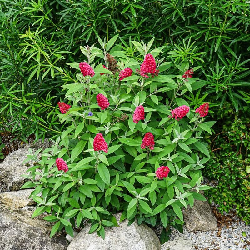 Butterfly Bush Plant for Planting, Size 5 to 7 Inch Tall Plant, Without Pot, Butterfly Bushes Plants (Red Flowers)