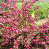 2 Pink Weigela Plant Live Tree in 4-Inch Pot, 6–9 Inches Tall, Hardy Ornamental Weigela for Garden, Patio, or Outdoor Landscaping