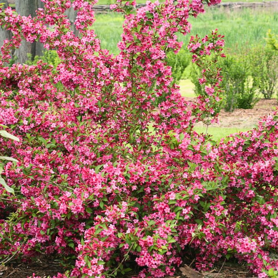 2 Pink Weigela Plant Live Tree in 4-Inch Pot, 6–9 Inches Tall, Hardy Ornamental Weigela for Garden, Patio, or Outdoor Landscaping