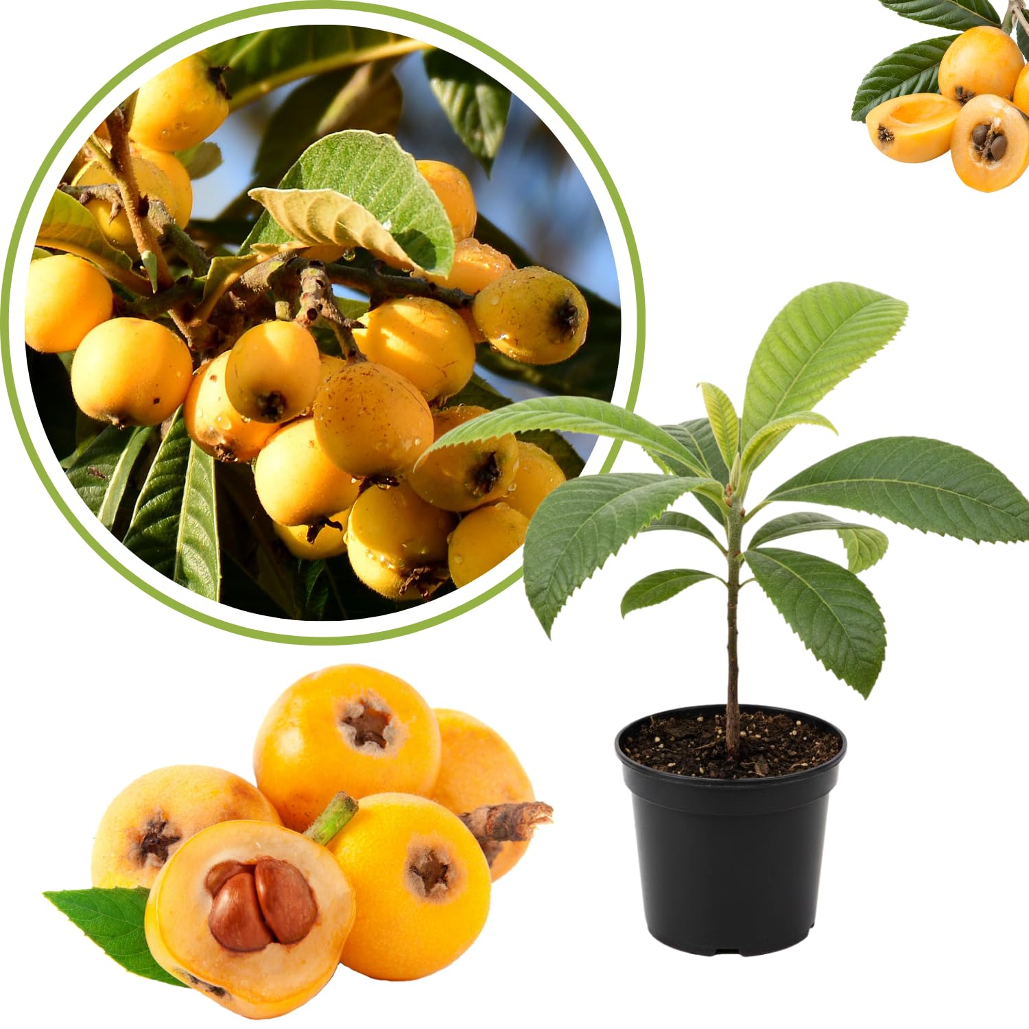 Golden Loquat Plant Live, Yellow Loquat Fruit Tree, 6-12" Tall, in 4" Pot for Outdoor or Container Growing