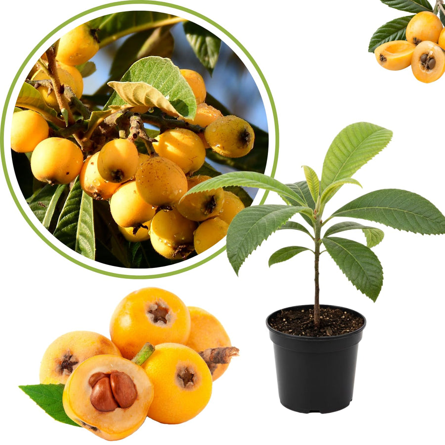 Golden Loquat Plant Live, Yellow Loquat Fruit Tree, 6-12" Tall, in 4" Pot for Outdoor or Container Growing