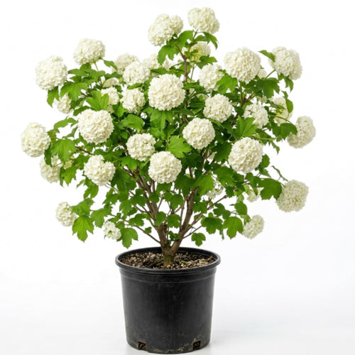 Old Snowball Viburnum Live Plants, 6-12 Inch Tall Viburnum Plant in 4 inch Pot, Perennial Hardy Flower Plant for Garden, Patio and Landscape