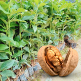 1-2 Years Old Butternut Tree Live Plant, White Walnut Tree in Gallon Pot, 24-36" in Tall, Dormant in Winter, Well-Rooted, Cannot Ship to CA