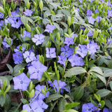 Set of 50 Periwinkle Plant Live, Vinca Minor Plants Live, Periwinkle Ground Cover, Well Rootes for Outdoor Gardens, Slopes, and Landscape Areas