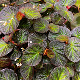 Combo 3 Trailing Begonia Angel Wing Plants Live, Begonia Maculata Live Plant, Begonias Live Plants Outdoor, 4 to 8 Inc Tall