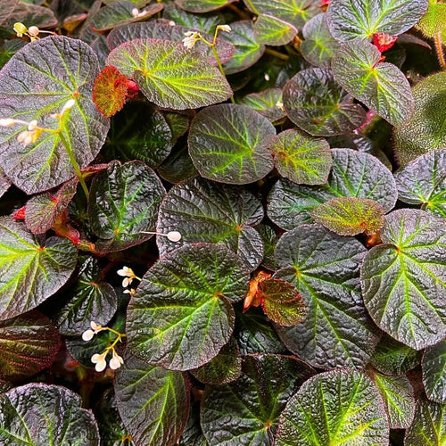 Combo 3 Trailing Begonia Angel Wing Plants Live, Begonia Maculata Live Plant, Begonias Live Plants Outdoor, 4 to 8 Inc Tall