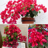 Red Purple Bougainvillea Plant Live, Bougainvillea Live Plant, 5 to 7 Inches Tall, Colorful Long Lasting Blooms, Ideal for Trellis, Landscape and Outdoor Garden