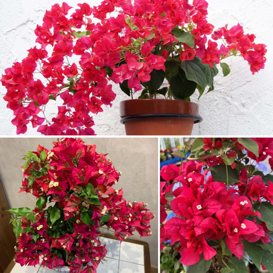 Red Purple Bougainvillea Plant Live, Bougainvillea Live Plant, 5 to 7 Inches Tall, Colorful Long Lasting Blooms, Ideal for Trellis, Landscape and Outdoor Garden