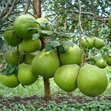 3 Years Old White Pomelo Grapefruit Tree Live Plant, High Yield, 3 Feet Tall Grafted Citrus Tree, Big White Pumelo Fruit for Zones 9-11