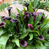 Set of 3 Black Calla Lily Bulbs for Planting, Ornamental Flower Bulbs for Garden Beds, Patio Pots, Flower Bulbs for Growing