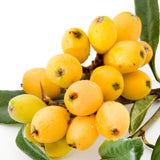Yellow Loquat Live Plant in 4 inch Pot, 7-10″ Tall Loquat Fruit Plant for Planting, Tropical Fruit Tree Well Rooted