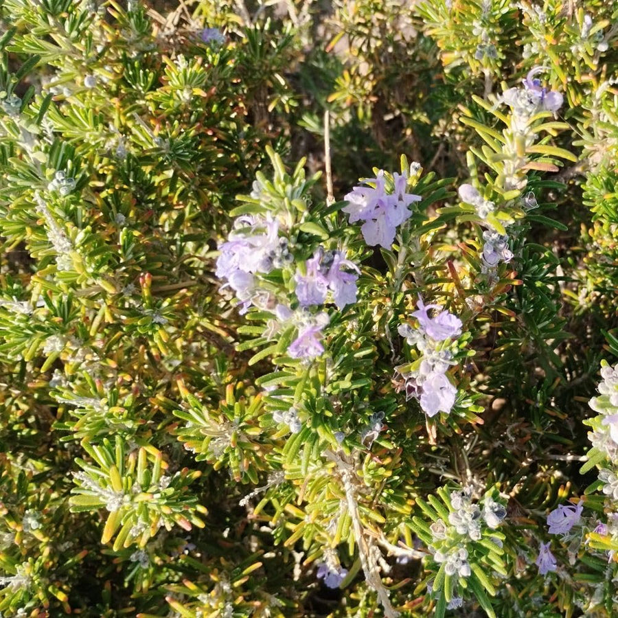 200 Rosemary Seeds, Herb Seeds for Planting in Garden