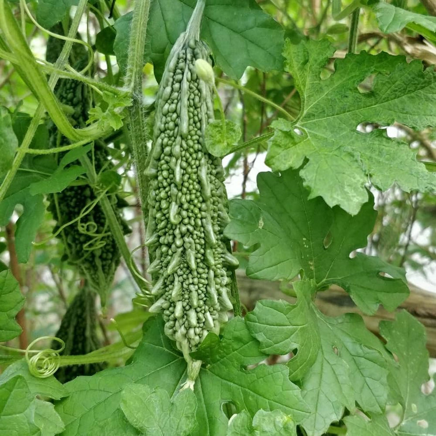 Bitter Melon Plant, 4-8 Inch Tall Plant in 4 Inch Pot - Green Bitter Gourd Vegetable Vine Plant for Outdoor Garden Trellis
