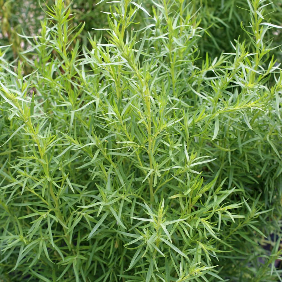 Set 2 Tarragon Plants Live, 4-9 Inch Tall, Tarragon Mint Leaves Well Rooted Plug, Perennial Tarragon Bush Shrub