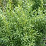 4 Tarragon Plants Live for Gardening, 4-9 Inch Tall, Live Tarragon Mint Green Leaves Well Rooted Plug, Perennial Garden