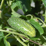 400 Green Cucumber Seeds for Planting, Cucumber Vegetable Plant Seeds Garden
