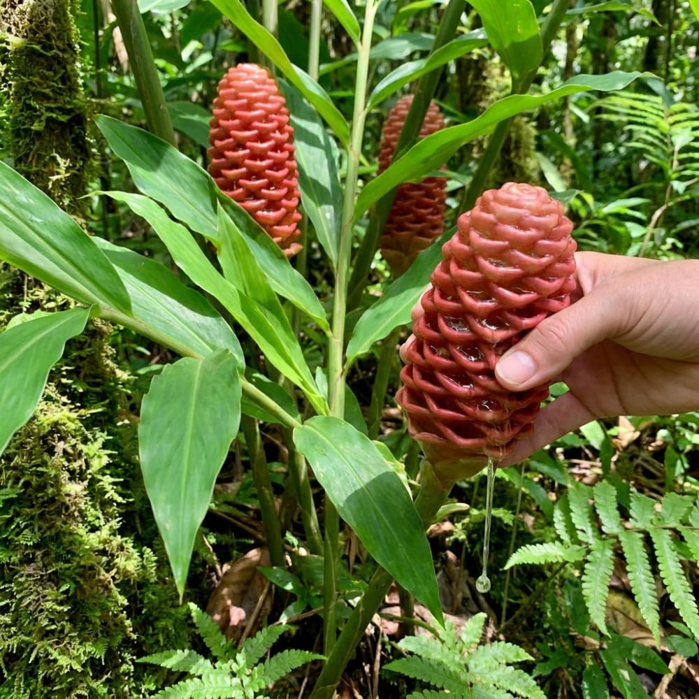 2 Awapuhi Shampoo Ginger Live Plant, Zingiber Zerumbet Pinecone Ginger Lily, 3-5 Inch Tall, Rooted Live Plant for Outdoor Planting