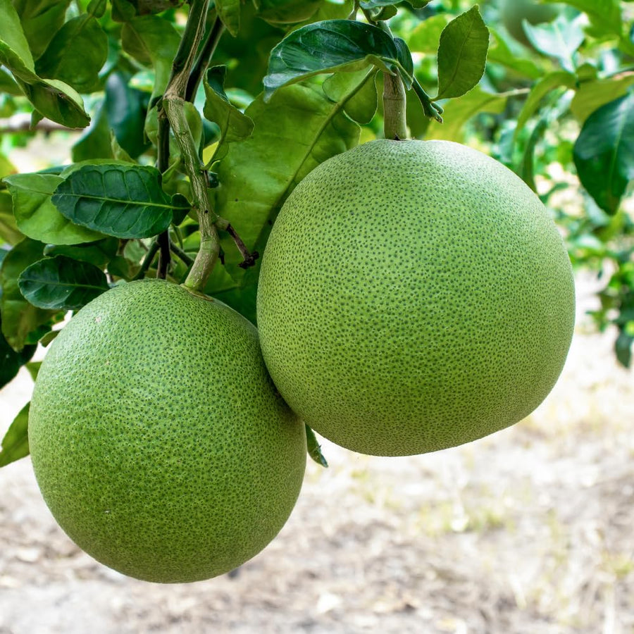 Grapefruit Pomelo Tree Live Plant, Big White Fruit Citrus Tree Grafted, 3 Feet Tall Tropical Fruit Tree