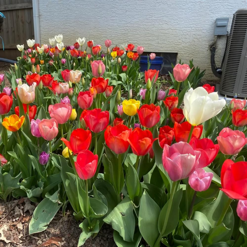 Set of 10 Tulip Bulbs, Live Mix Tulips, Spring Blooming Flower Bulbs for Garden Planting