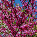 Eastern Redbud Tree Live Plant, Cold Hardy Redbud Tree Live Plant, Red Bud Plant in Quart Pot, Easy to Plant