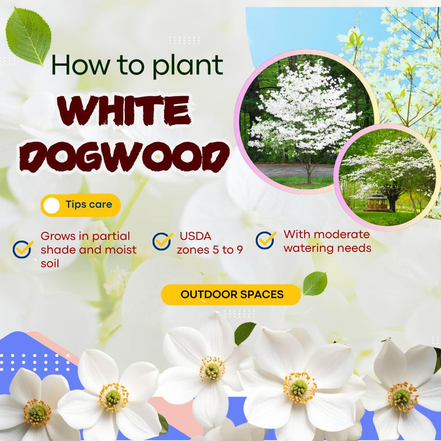 Dogwood Tree Live Plant, White Dogwood Trees Seedling from 8 to 10 Inches Height, White Ornamental and Cold Hardy, Quart Pot