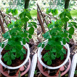 Outdoor Moringa Tree Live Plant, 6-8 Inc Malunggay Plants Live, Drumstick Tree Horseradish, Herb Moringa Plants for Planting in 4" Pot