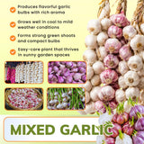 4 Mix Garlic Bulbs for Planting, Garlic for Planting, High-Yield Hardy Garlic for Garden