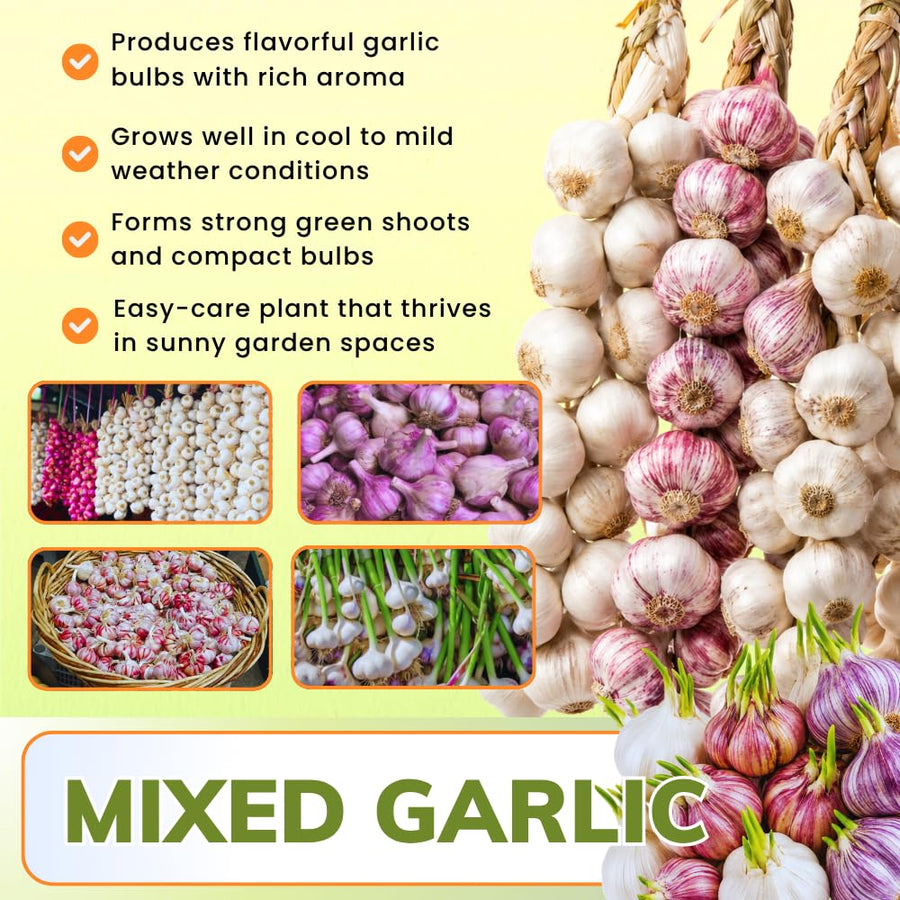 4 Mix Garlic Bulbs for Planting, Garlic for Planting, High-Yield Hardy Garlic for Garden