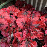 3 Red Begonia Plants, Red Leaves Begonia for Planting Indoor Outdoor 4 Inch Tall