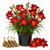 3 Red Daylily Bulbs for Planting, Reblooming Daylilies Roots, Hardy Perennial Flowers Bulbs, Gardens and Borders Planting